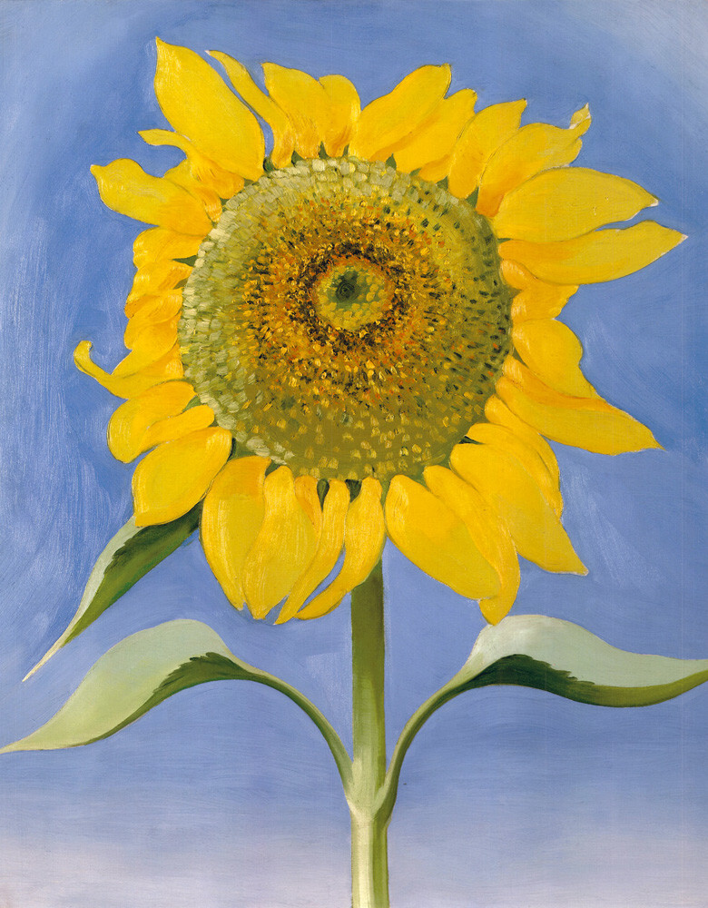 georgia o keeffe daisy