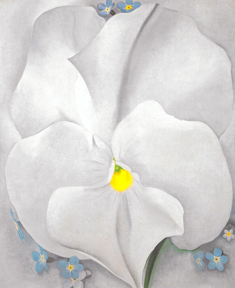 White Pansy Art Print by Georgia O'Keeffe | King & McGaw